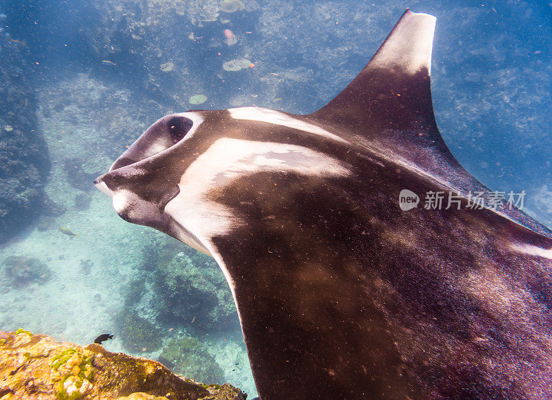 远洋蝠鲼(Manta birostris)游过清洁站。在世界自然保护联盟的红色名单中，这些优雅的动物正在成为野外罕见的景象。